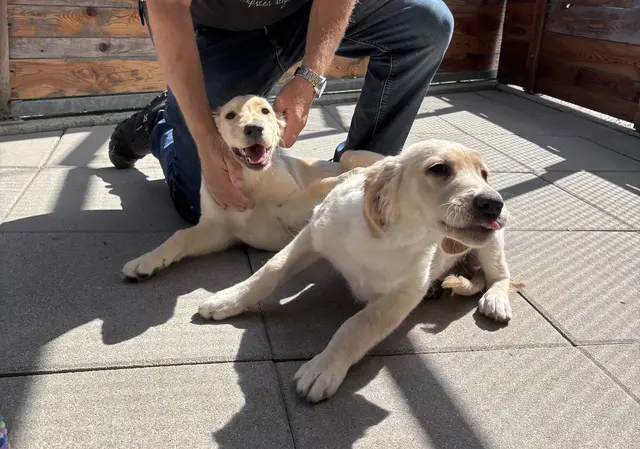 Die Tiere brauchen nicht nur Pflege, sondern auch viel Geduld und Aufmerksamkeit.  | Foto: Nathalie Polz