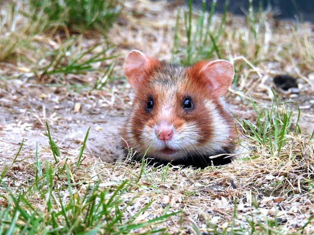 Aufgrund des Ausbaus der Klinik Favoriten mussten die dort lebenden Hamster übersiedeln. | Foto: Nina Lipecki cc-by-nc-sa-4-0