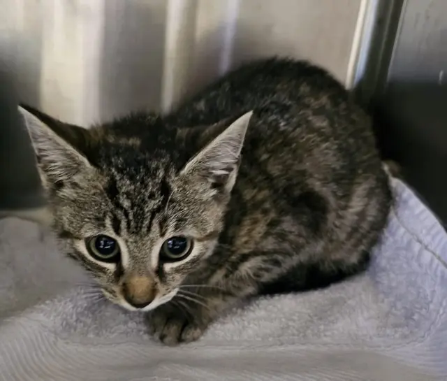 Wie in jedem Jahr tummeln sich zu dieser Jahreszeit im Tierheim viele kleine Kätzchen, die sehnsüchtig auf ein liebevolles Zuhause warten. | Foto: Tierheim Hallein