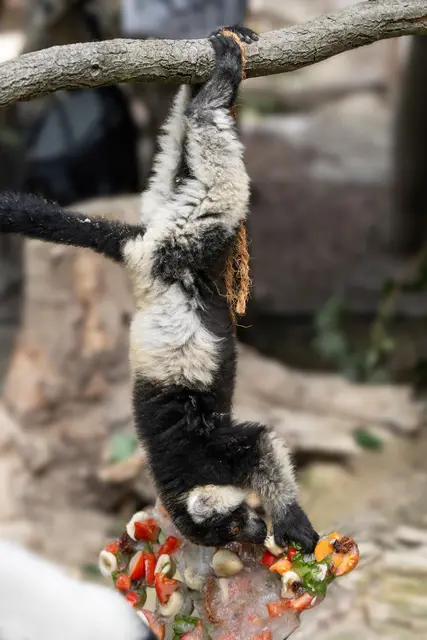 An einem Seil befestigt und gefüllt mit gefrorenen Früchten und Nüssen, stellen die "Eisbomben" im Zoo Schmiding nicht nur eine Abkühlung dar, sondern sind auch eine spannende Herausforderung für die Tiere. | Foto: Zoo Schmiding / Sterns