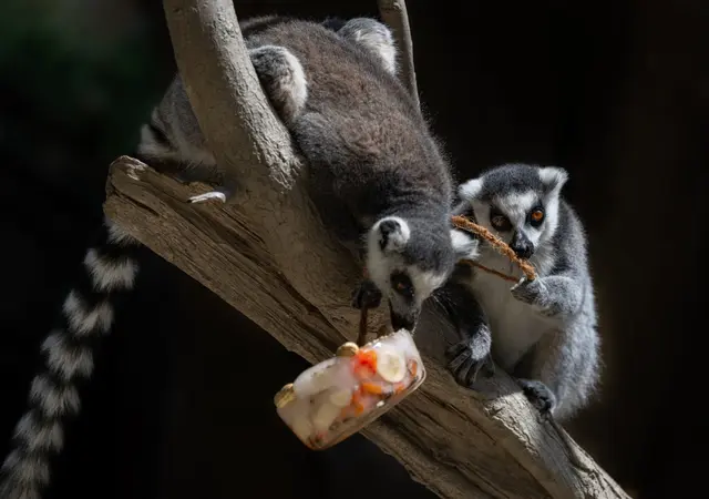 Die Kattas im Zoo Schiding ziehen das Eis mit ihren Händen am Seil nach oben und bleiben dabei entspannt auf dem Ast sitzen. | Foto: Zoo Schmiding / Sterns