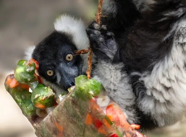 An einem Seil befestigt und gefüllt mit gefrorenen Früchten und Nüssen, stellen die "Eisbomben" im Zoo Schmiding nicht nur eine Abkühlung dar, sondern sind auch eine spannende Herausforderung für die Tiere. | Foto: Zoo Schmiding / Sterns