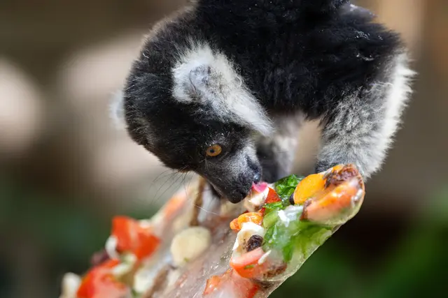 An einem Seil befestigt und gefüllt mit gefrorenen Früchten und Nüssen, stellen die "Eisbomben" im Zoo Schmiding nicht nur eine Abkühlung dar, sondern sind auch eine spannende Herausforderung für die Tiere. | Foto: Zoo Schmiding / Sterns