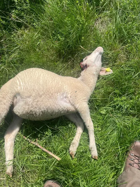 Foto: Zur Verfügung gestellt