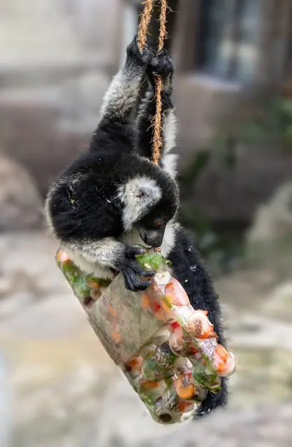 An einem Seil befestigt und gefüllt mit gefrorenen Früchten und Nüssen, stellen die "Eisbomben" im Zoo Schmiding nicht nur eine Abkühlung dar, sondern sind auch eine spannende Herausforderung für die Tiere. | Foto: Zoo Schmiding / Sterns