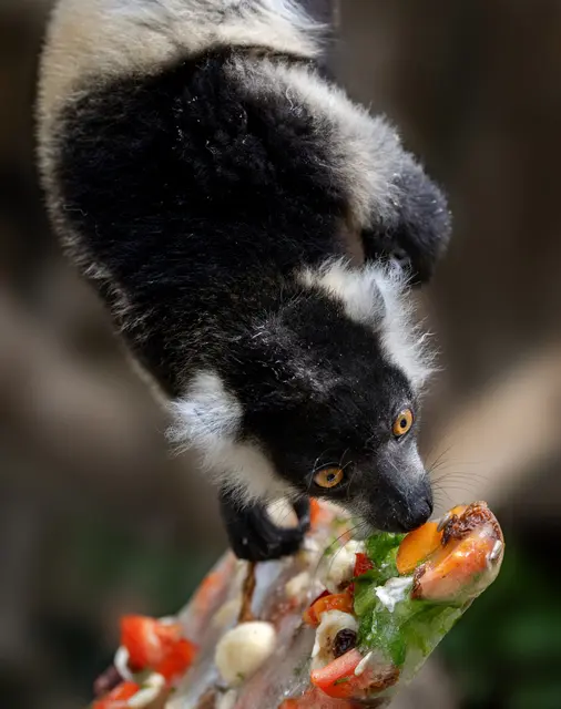 An einem Seil befestigt und gefüllt mit gefrorenen Früchten und Nüssen, stellen die "Eisbomben" im Zoo Schmiding nicht nur eine Abkühlung dar, sondern sind auch eine spannende Herausforderung für die Tiere. | Foto: Zoo Schmiding / Sterns