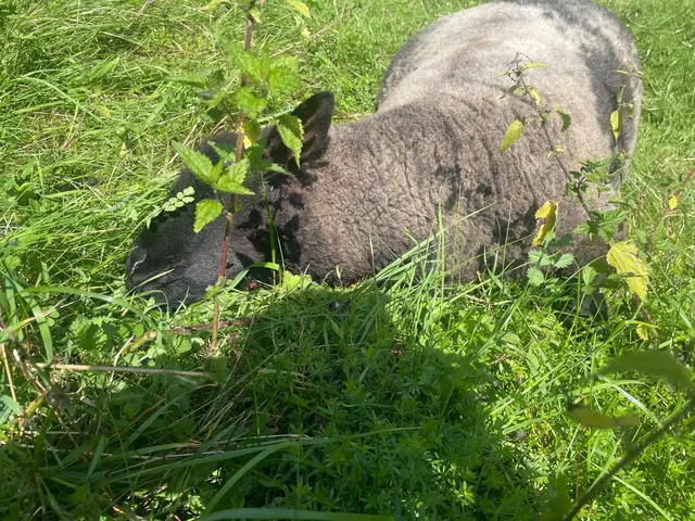 Zwei Risikowölfe wurden in der Region Mühlviertler Alm (Bezirk Freistadt) bisher getötet. Einen Schaden in dieser Größenordnung mit vermutlich elf toten Tieren  habe es jedoch bisher nicht gegeben. | Foto: Zur Verfügung gestellt