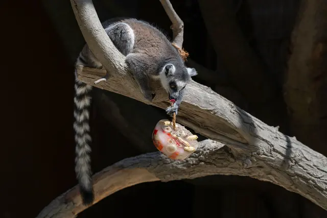 Die Kattas im Zoo Schiding ziehen das Eis mit ihren Händen am Seil nach oben und bleiben dabei entspannt auf dem Ast sitzen. | Foto: Zoo Schmiding / Sterns