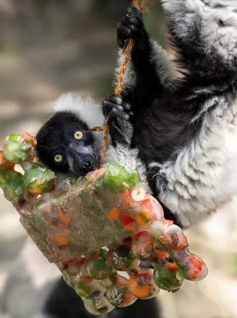 Foto: Zoo Schmiding / Sterns