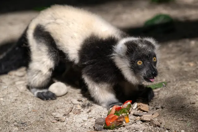 An einem Seil befestigt und gefüllt mit gefrorenen Früchten und Nüssen, stellen die "Eisbomben" im Zoo Schmiding nicht nur eine Abkühlung dar, sondern sind auch eine spannende Herausforderung für die Tiere. | Foto: Zoo Schmiding / Sterns