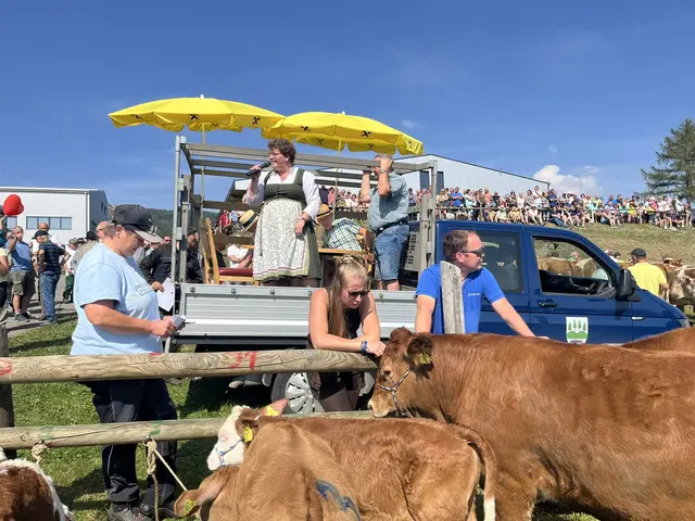 Der Ägydi- Zentralviehmarkt in Fischbach hat noch hohen Stellenwert. Gerechnet wird mit 80 bis 100 Stück Vieh zur Versteigerung. | Foto: Julia Haubenwaller