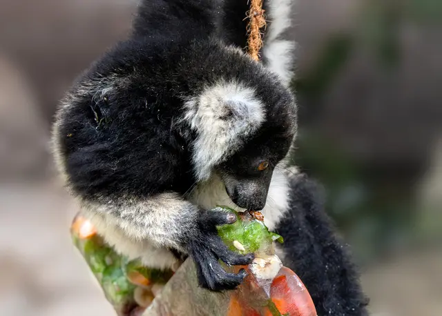 An einem Seil befestigt und gefüllt mit gefrorenen Früchten und Nüssen, stellen die "Eisbomben" im Zoo Schmiding nicht nur eine Abkühlung dar, sondern sind auch eine spannende Herausforderung für die Tiere. | Foto: Zoo Schmiding / Sterns