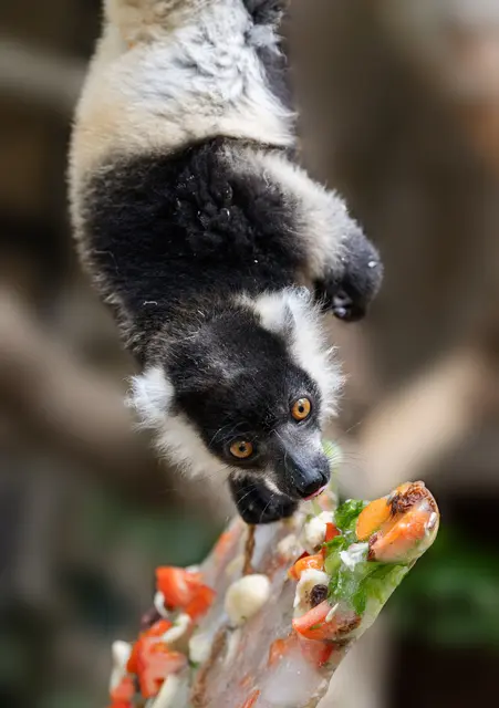 An einem Seil befestigt und gefüllt mit gefrorenen Früchten und Nüssen, stellen die "Eisbomben" im Zoo Schmiding nicht nur eine Abkühlung dar, sondern sind auch eine spannende Herausforderung für die Tiere. | Foto: Zoo Schmiding / Sterns