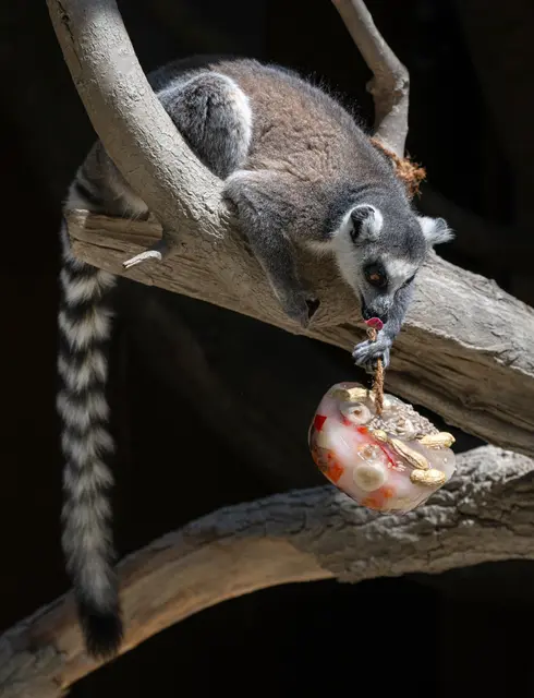 Die Kattas im Zoo Schiding ziehen das Eis mit ihren Händen am Seil nach oben und bleiben dabei entspannt auf dem Ast sitzen. | Foto: Zoo Schmiding / Sterns