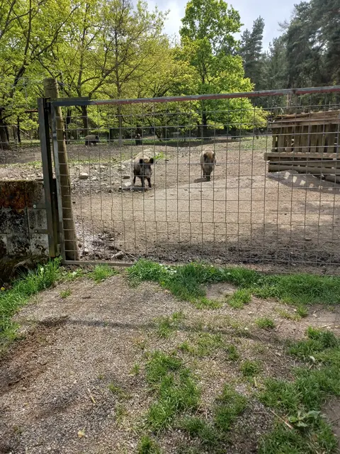 Wildschweine im Naturpark Dobersberg | Foto: Barbara Dangl