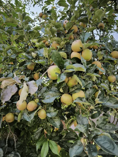 Der Lederapfelbaum biegt sich regelrecht unter der Last.