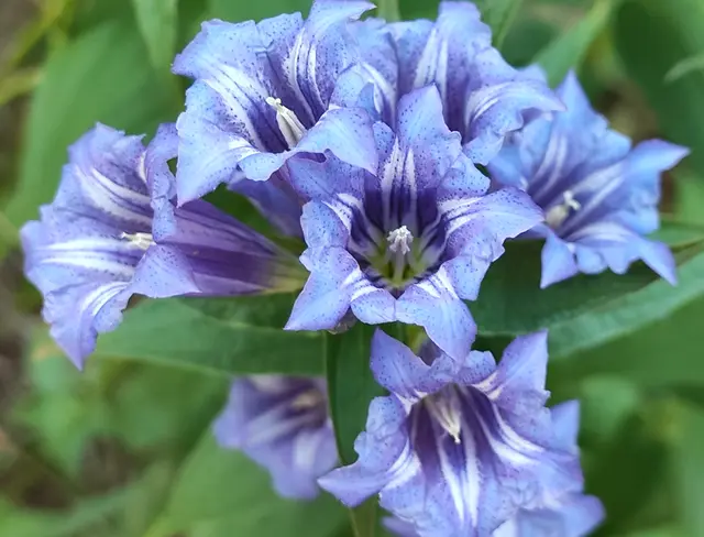 Der Schwalbenwurzenzian ist in voller Blüte... | Foto: I.Wozonig 