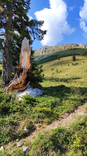 Der Baum musste leider dran glauben... | Foto: I.Wozonig 