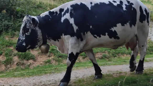 Ganz eine fesche...
 | Foto: I.Wozonig