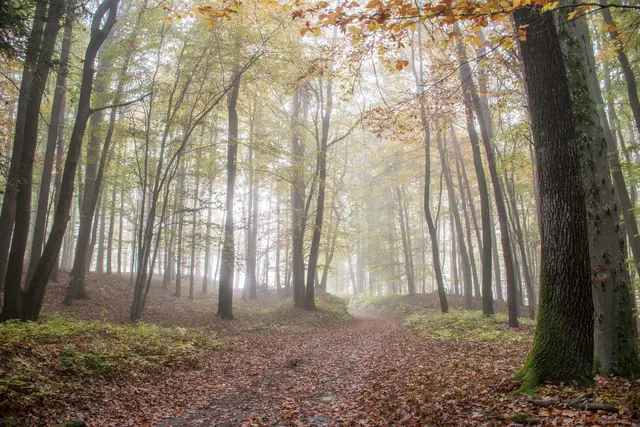 Man ist entlang der Imkermeile, viel im Wald unterwegs. Besonders im Herbst, ein Erlebnis. | Foto: Gerald Lang Photography
