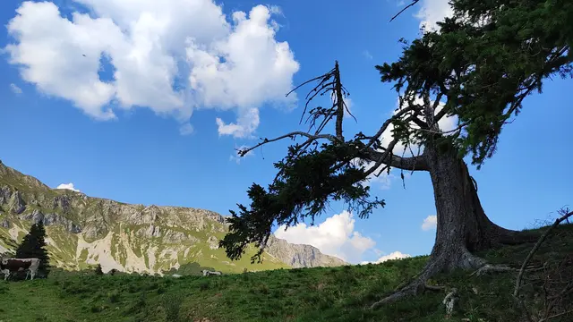 Bald kommen wir zur oberen Panoramastraße... | Foto: I.Wozonig 
