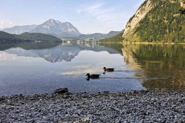 Zwei Entendamen auf Futtersuche.