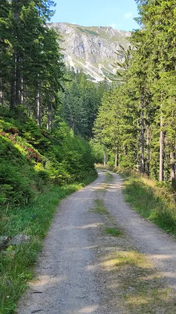 Gemütlich geht es eine Forststraße entlang... | Foto: I.Wozonig 