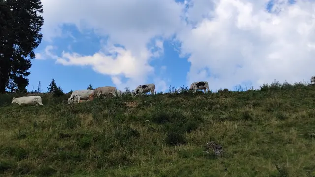 Was sich die Kühe heute wohl denken? | Foto: I.Wozonig