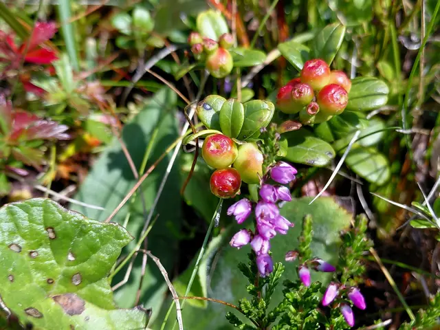 Bald sind die Preiselbeeren reif! | Foto: H.Bachinger