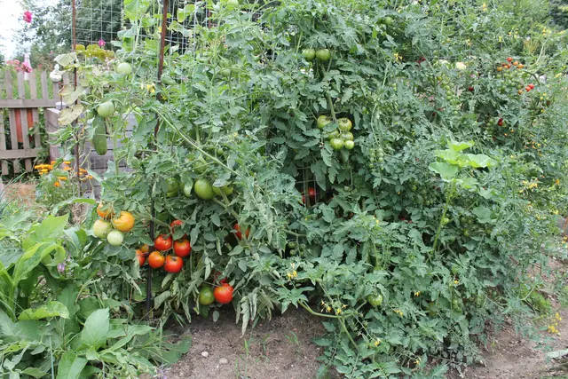 Starkzehrer wie Tomaten jetzt ein letztes Mal mit schnellwirkendem Dünger versorgen, zum Beispiel mit Brennnesseljauche. | Foto: MeinBezirk Perg