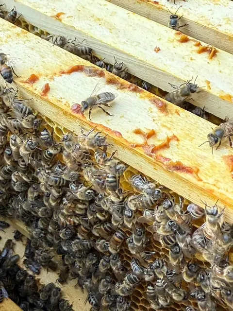 Bis zu 50.000 Bienen bevölkern im Sommer einen Stock.  | Foto: Bio-Imkerei Leithaberg