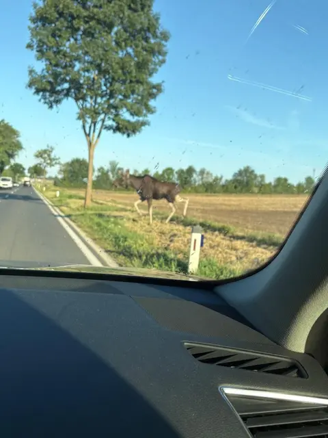 „Emil“ spaziert über die Fahrbahn bei Großkrut.  | Foto: Paulhart