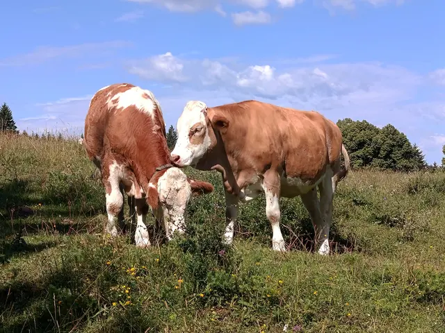 Ein wohl warmer Sommertag mit angenehmen Temperaturen erwartet das Land am Montag. | Foto: Doris Schweiger