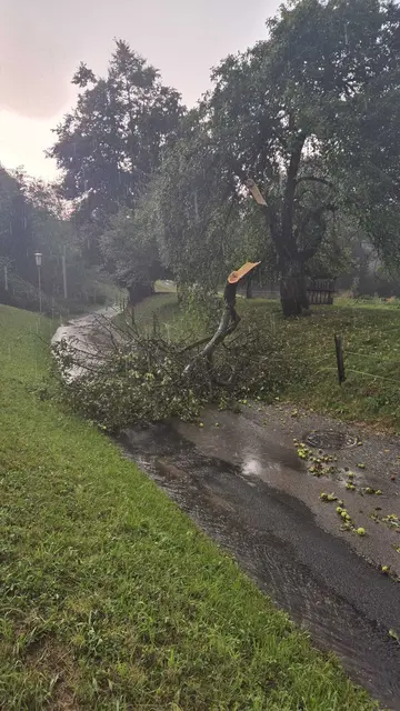 Umgestürzter Baum in Klam. | Foto: FF Klam