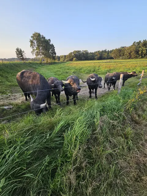 Foto: Gemeinde Leopoldschlag