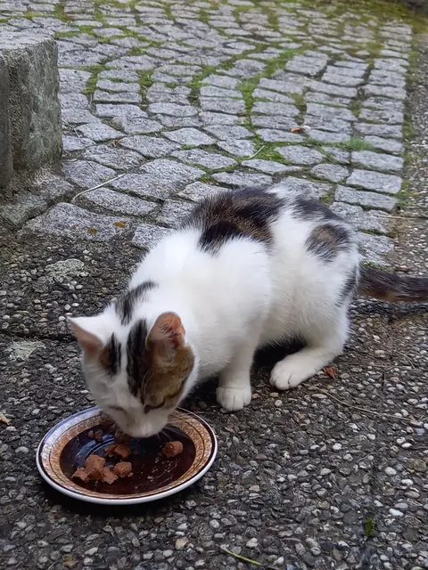 Für diesen zweijährigen zutraulichen Kater wird dringend ein neuer Platz gesucht. | Foto: TSV Katzenjammer