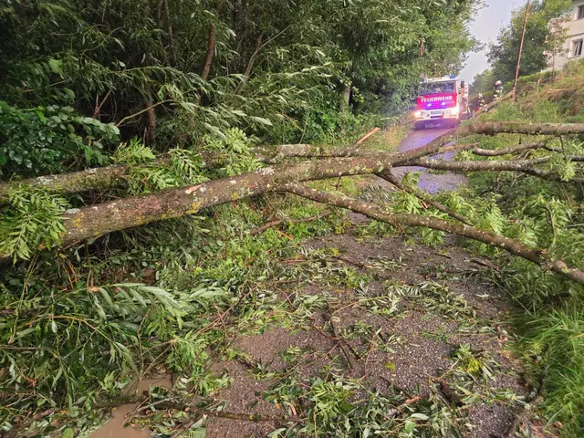 Umgestürzte Bäume in Klam | Foto: FF Klam