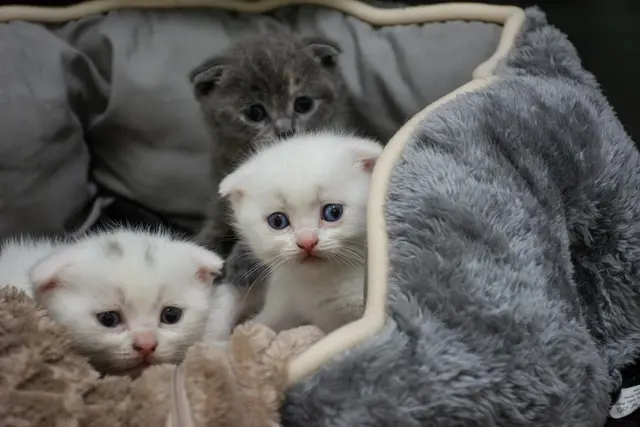 Qualzucht hat nichts mit Niedlichkeit zu tun. Diese vier Faltohrkätzchen am Assisi-Hof in Stockerau sind Opfer der Qualzucht und werden ihr Leben lang leiden. | Foto: OeTV Bea Romstorfer