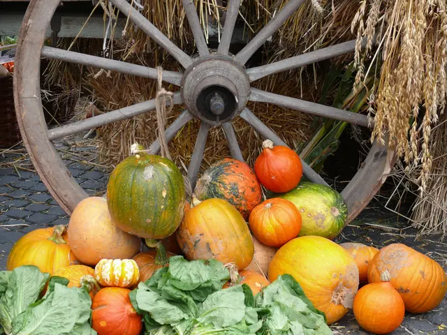 Ab 10:00 Uhr erwartet die Besucher:innen beim Bezirkserntedankfest am Stadtplatz Schärfding ein buntes Programm voller regionaler Köstlichkeiten, Brauchtum und gelebter Gemeinschaft. | Foto: Smarterpix/Vobelima