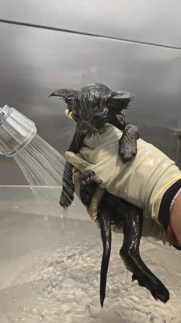 Der kleine Mann überlebte gerade noch sein Bad in einer Ölwanne. Er konnte gerettet werden. | Foto: Tiermedizinisches Zentrum Teesdorf