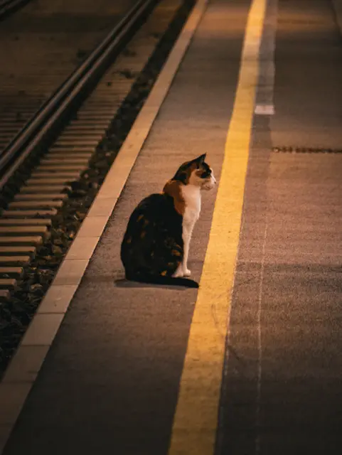 Foto: Volkan Saracoglu