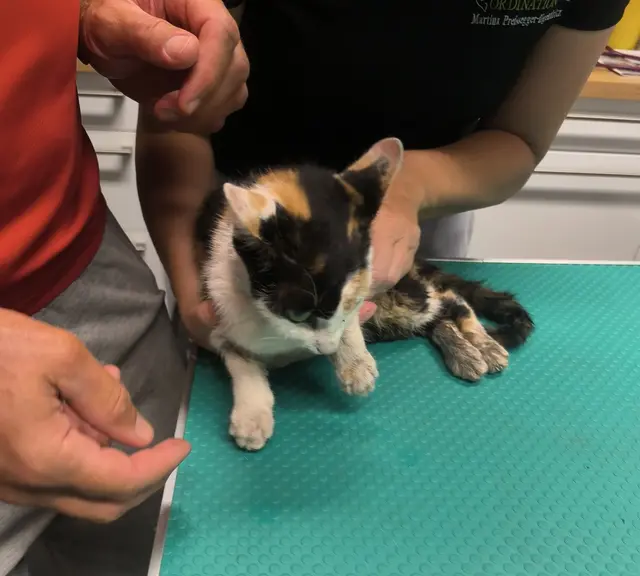 Einsatzkräfte der Feuerwehr retteten am Sonntagabend eine Katze aus einem Abwasserrohr.  | Foto: Hauptfeuerwache Villach