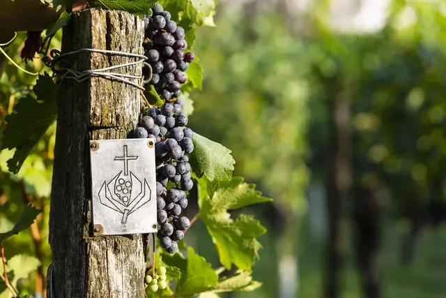 Der Klosterkeller der Barmherzigen Brüder in Eisenstadt erhielt eine Bio-Zertifizierung. | Foto: Barmherzige Brüder