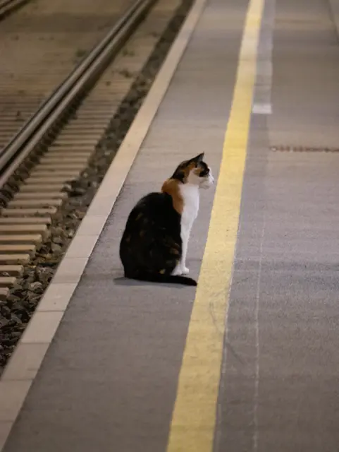 Foto: Volkan Saracoglu