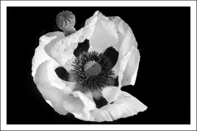 Bild 1373 - weißer Mohn | Foto: © by Ing. Günter Kramarcsik