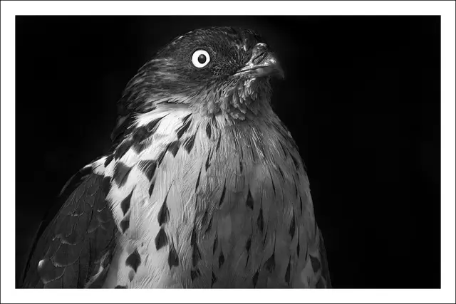 Bild 1233 - Wespenbussard | Foto: © by Ing. Günter Kramarcsik