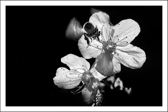 Bild 2346 - Weichsel- Blüte erwartet Biene im Anflug  | Foto: © by Ing. Günter Kramarcsik