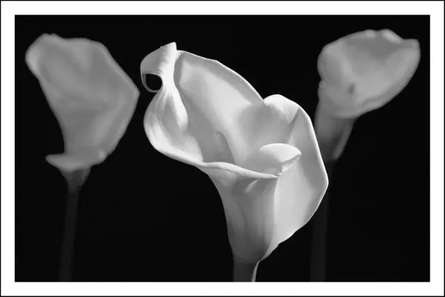 Bild 0925 - Calla- Trio | Foto: © by Ing. Günter Kramarcsik