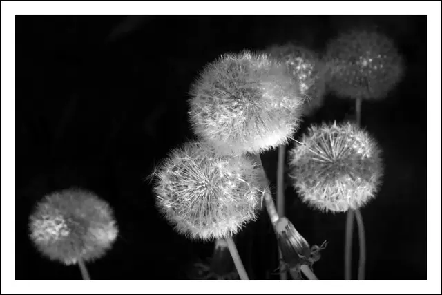 Bild 6433 - Löwenzahn im Abendlicht | Foto: © by Ing. Günter Kramarcsik