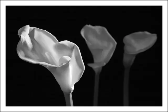 Bild 0927 - Calla in Reih und Glied | Foto: © by Ing. Günter Kramarcsik